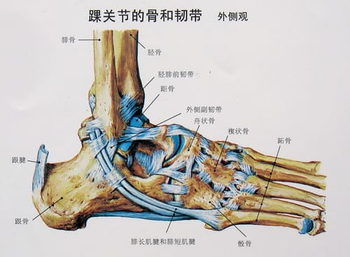 腳骨關(guān)節(jié)外觀膝關(guān)節(jié)骨密度研究.jpg